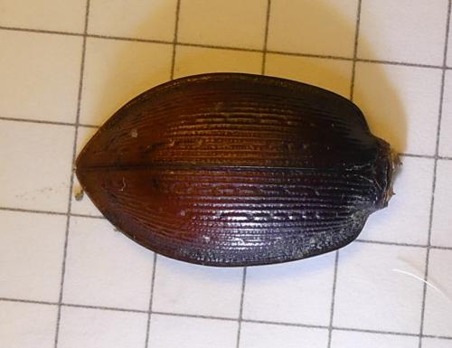 Réf. 260 450 : Carabus problematicus